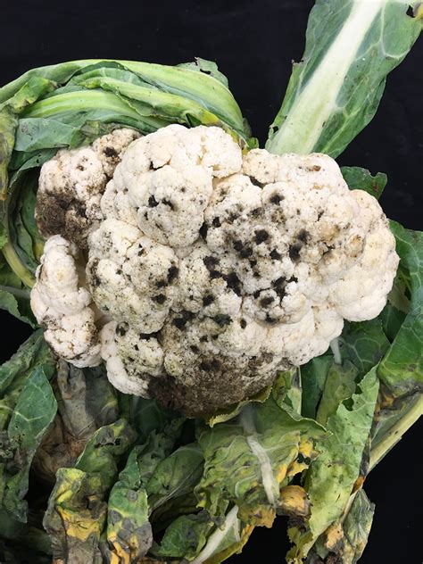 alternaria leaf spot  cauliflower ohio veggie disease news