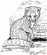 Coloring Cheetah Pages Print Baby Printable Kids Animal Color Cute Cat Animals Cheetahs Sheets Cub Adult Colouring Supercoloring Cool Zoo sketch template