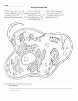 Cell Animal Coloring Sheet Worksheet Membrane Ligh Brown Name Studylib Excel Db Nucleoplasm Studying Character sketch template