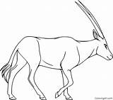 Oryx Coloring sketch template