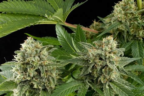 strain profile moby dick feminised from dinafem seeds seedsman blog