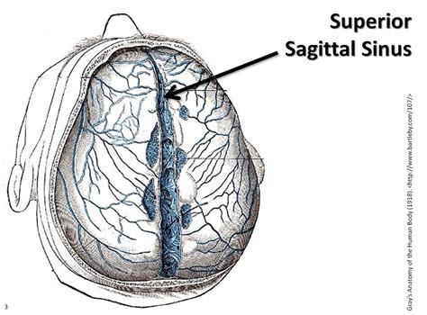 superior sagittal sinus