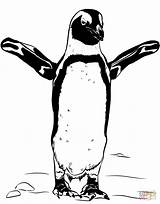 Penguin African Coloring Pages Drawing Footed Printable sketch template