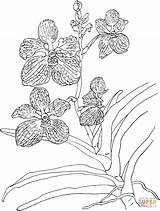 Vanda Orchidee Orchids Malvorlagen Ausmalbilder Orchideen Coerulea Schoene Malvorlage Supercoloring Animals sketch template