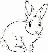 Lapin Coloriage Nain Imprimer Bunny Animaux Catégorie Batik sketch template