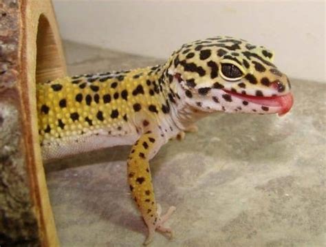 types  geckos   great pets pethelpful