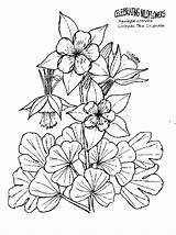 Columbine Colorado Drawing Coloring Flower Blue Getdrawings Drawings sketch template