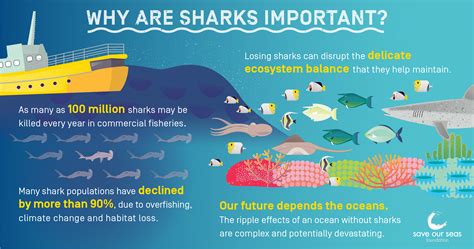 sharks important save  seas foundation