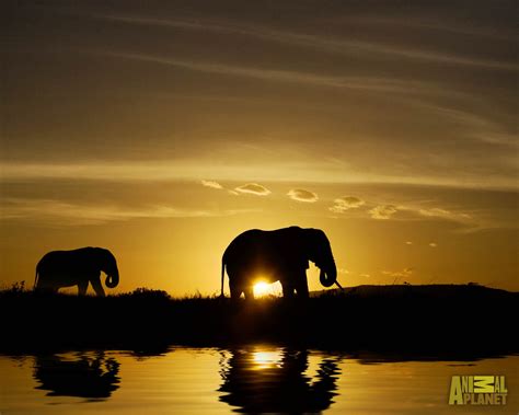 beautiful pictures  elephant  hd