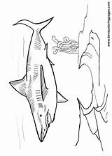 Megalodon Coloring Pages Dinosaur sketch template