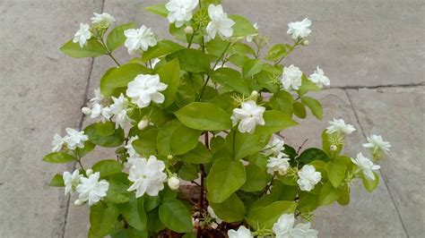 natural air freshener   grow jasmine indoors gardaholicnet