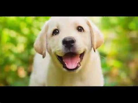 cute dog  puppy pics youtube
