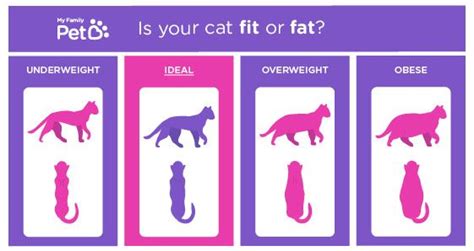 The Ideal Cat Weight How To Tell If You Have An