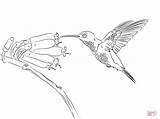 Coloring Hummingbird Pages Bird Humming Outline Hummingbirds Printable Drawing Sketch Popular Paper sketch template
