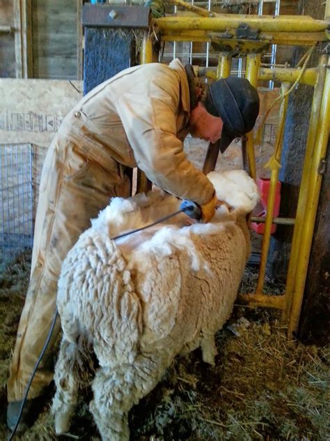 wool production carries   tronstad ranch wyoming public media