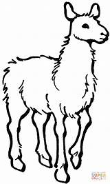Alpaca Dibujo sketch template