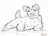 Terrier Coloring Pages Highland West Scottish Getcolorings Col Getdrawings Printable sketch template