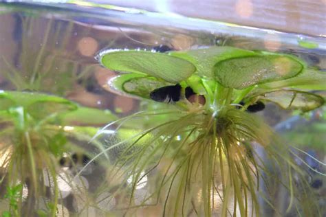 floating plants  freshwater aquarium aquariumia