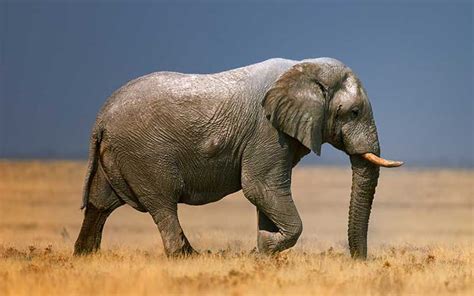 la caza furtiva consigue  los elefantes africanos nazcan sin