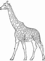 Giraffe Giraf Kleurplaten Topkleurplaat Dieren Educativeprintable sketch template