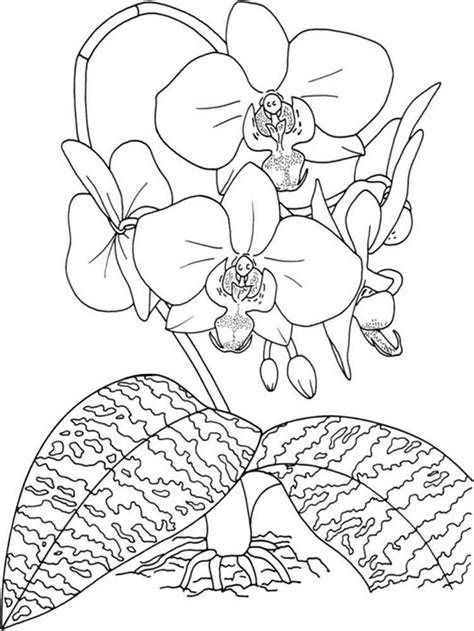 orchid coloring pages   print orchid coloring pages