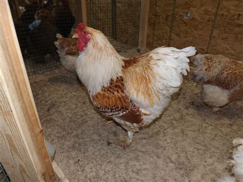 Buff Laced Brahma With Images Brahma Chicken Chicken