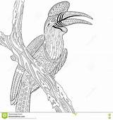 Hornbill Rhinoceros Designlooter Buceros Zentangle sketch template