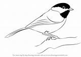 Chickadee Capped Draw Drawing Step Birds Bird Drawings Drawingtutorials101 Clipart Tutorials Sketch Pencil Animals Tattoo Choose Board sketch template