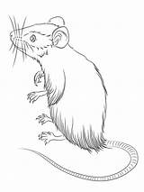 Mice Topo Piedi Rats Gaddynippercrayons Stampare Disegnare sketch template