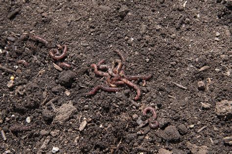 earthworms healthy soil  photo rawpixel