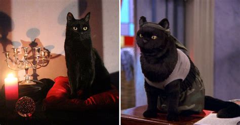 Netflix S Sabrina Spin Off Reveals Its Salem The Cat And It S Actually