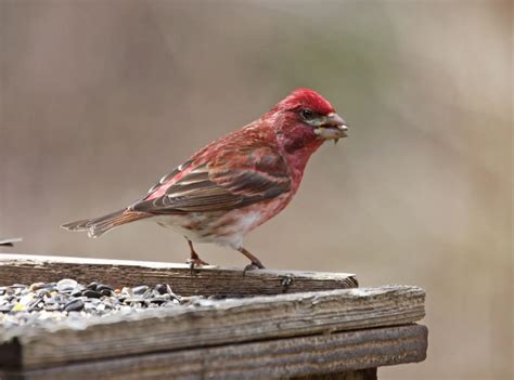 red birds  michigan picture  id guide bird advisors