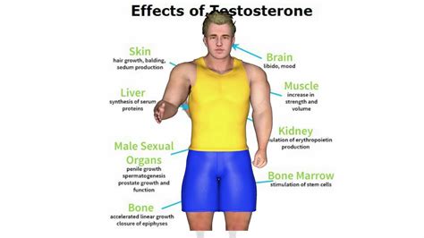 testosterone levels higher   age