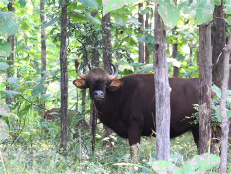 Meet The Gaur—the Biggest Wild Cattle In The World Where