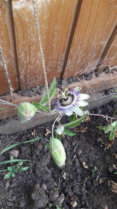 Passion Flowers A Growers Guide Homegrown Herb Garden