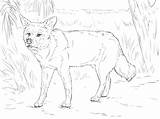Dingo Coloring Pages Australian Categories Getcolorings Adults Printable sketch template