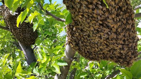 bee season balls  bees  trees swarms      st
