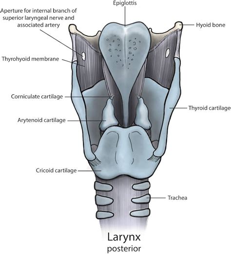 larynx anatomy   respiratory system