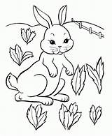 Coloring Toddlers Bunny Baby Pages Print sketch template