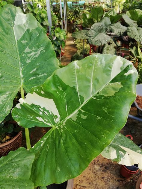 garden chronicles  types  alocasia elephant ears names images