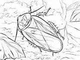 Cave Coloring Cockroach Bat Narrow Gloomy Pages sketch template