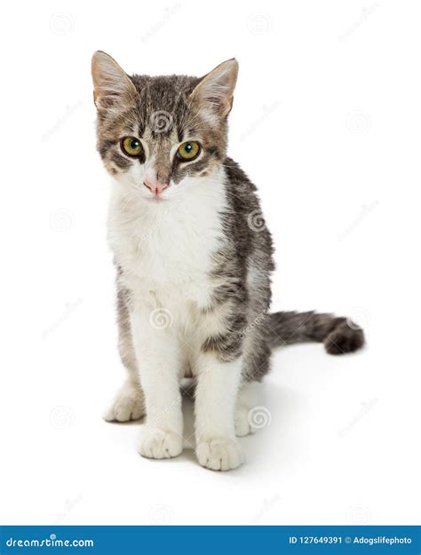 cute grey and white tabby kitten sitting over white stock image image