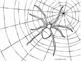 Spider Coloring Kostenlos Spinne Spinnen Cool2bkids Ausdrucken Malvorlagen sketch template