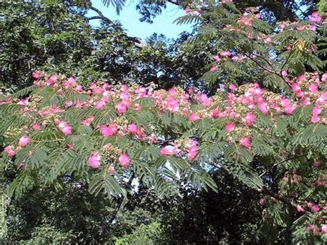 mimosa trees beautiful exotic aromatic  threatening dengarden