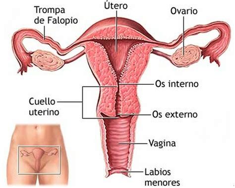 Natural Remedies For Vaginal Dryness Treatment How To