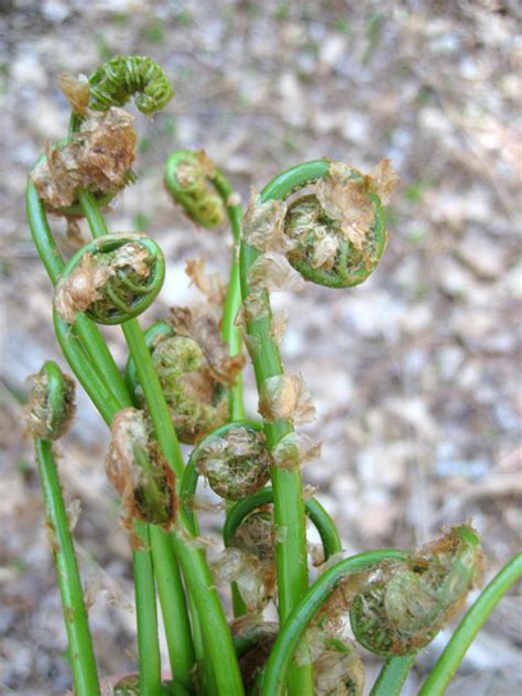 fiddlehead ferns toxic
