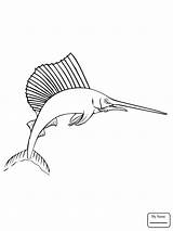 Marlin Drawing Blue Fish Getdrawings Template sketch template