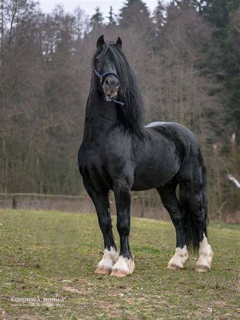 cheval noir centerblog