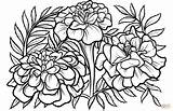 Marigold Tegninger Marigolds Morgenfrue Supercoloring Blomster Kategorier sketch template