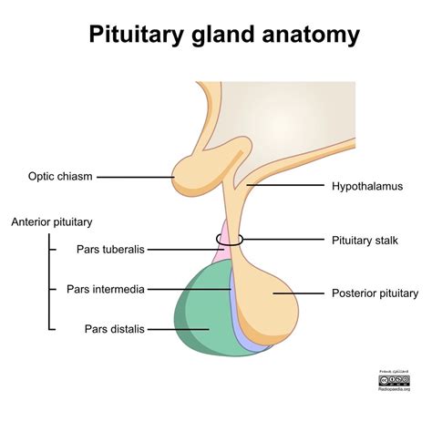 pituitary gland    function anatomy